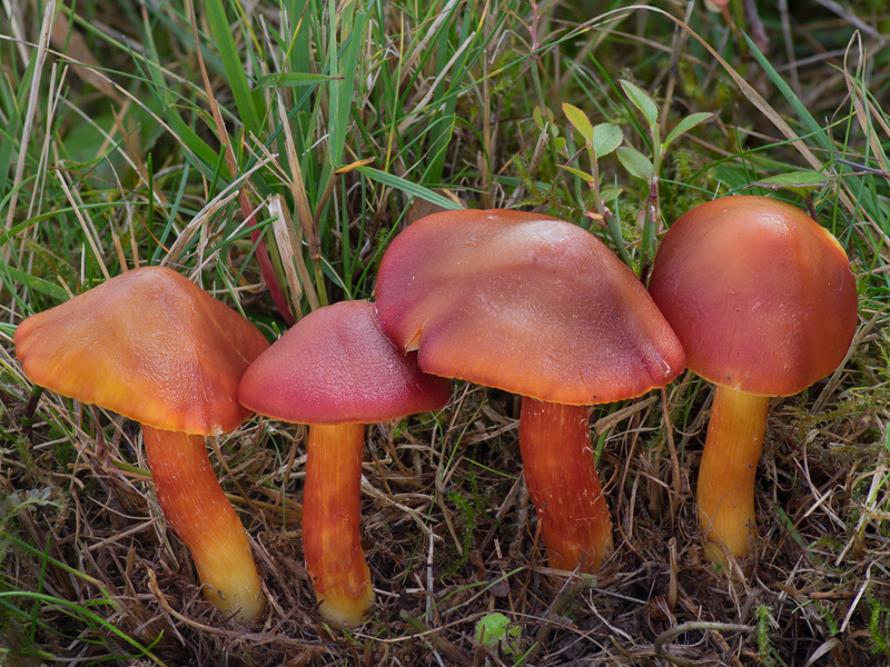 Hygrocybe punicea